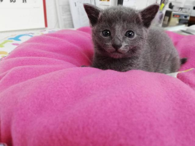 ロシアンブルー