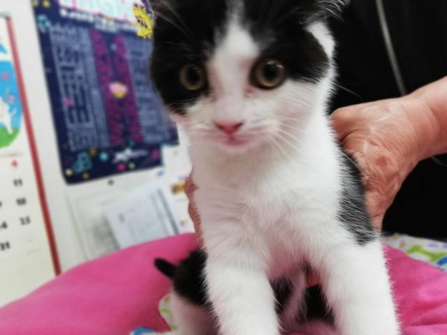 スコティッシュフォールド