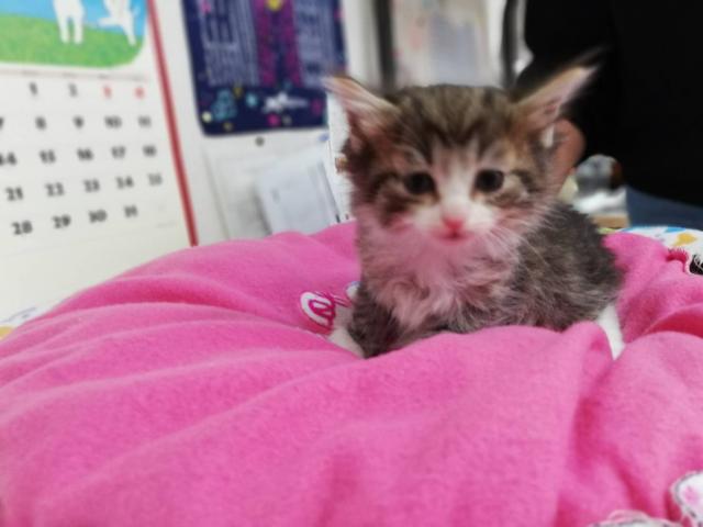 ノルウェージャンフォレストキャット