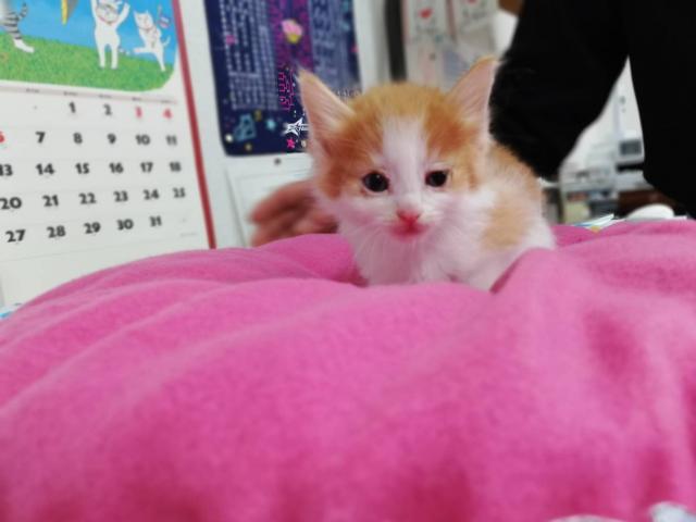 ノルウェージャンフォレストキャット