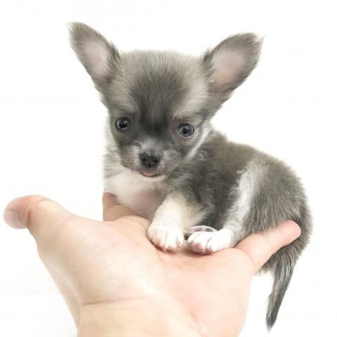 チワワ(ロングコート)