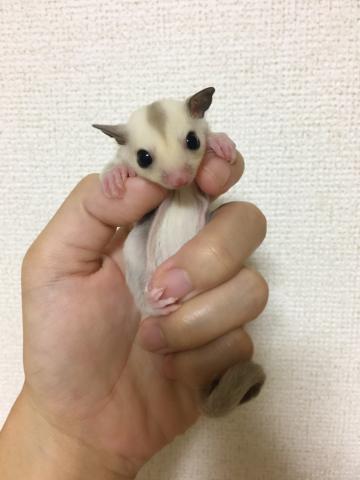 フクロモモンガ・プラチナ