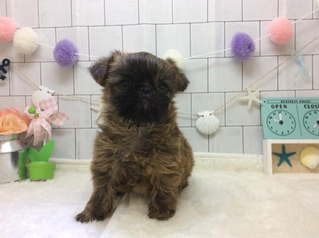 ブリュッセルグリフォン