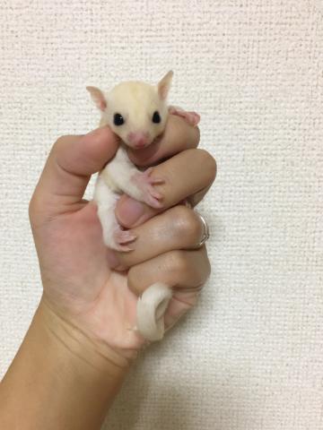 フクロモモンガ・リューシ