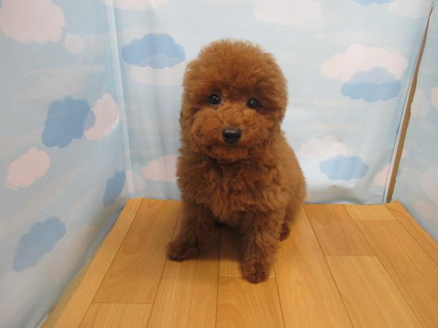 トイプードル