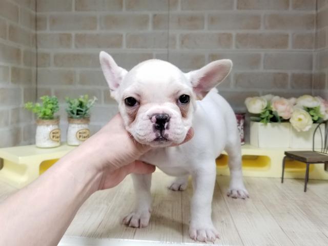 フレンチブルドッグ