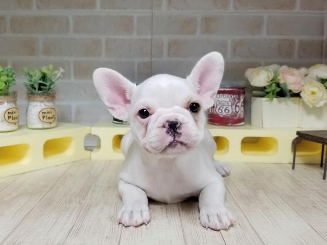 フレンチブルドッグ
