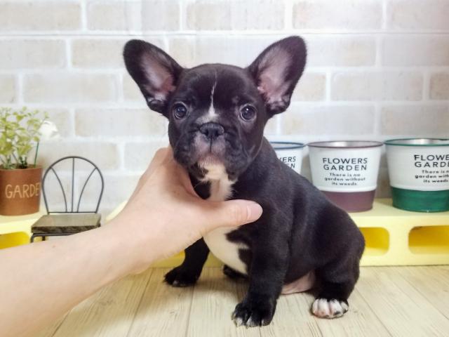 フレンチブルドッグ