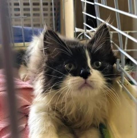 ノルウェージャンフォレストキャット