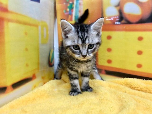 アメリカンショートヘアー