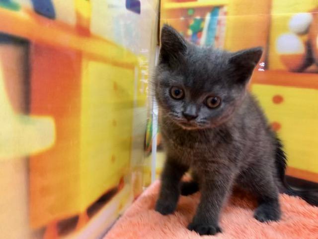 ブリティッシュショートヘア