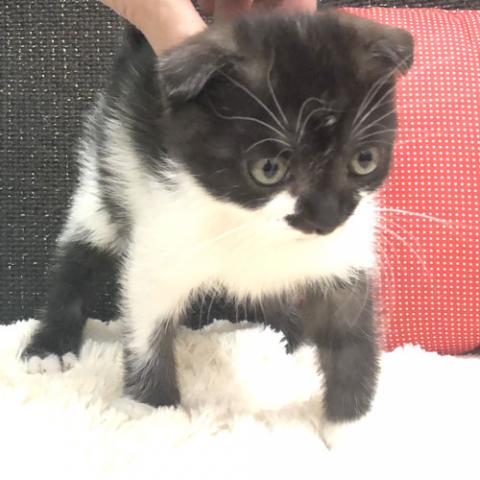 スコティッシュフォールド