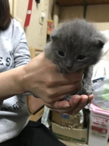 シャルトリュー
