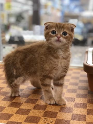 スコティッシュフォールド