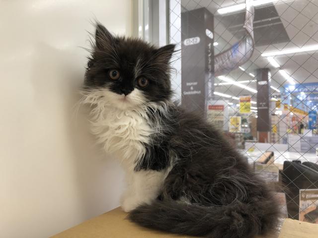 スコティッシュフォールド