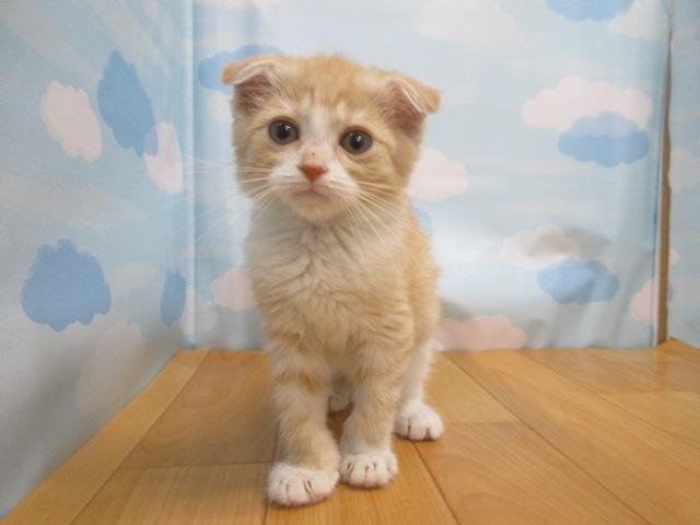 スコティッシュフォールド