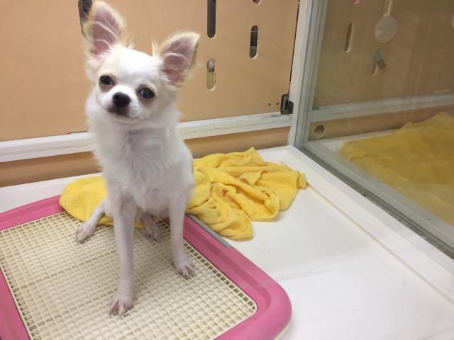 チワワ(ロングコート)