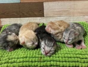 ふくはうすキャッテリー