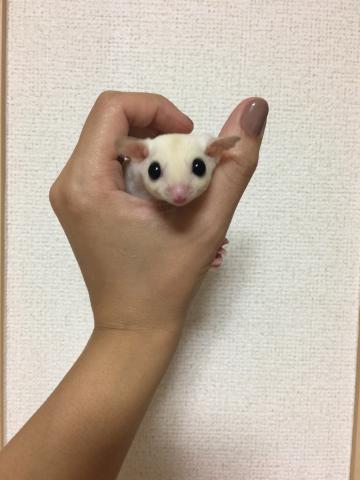 フクロモモンガ リューシ