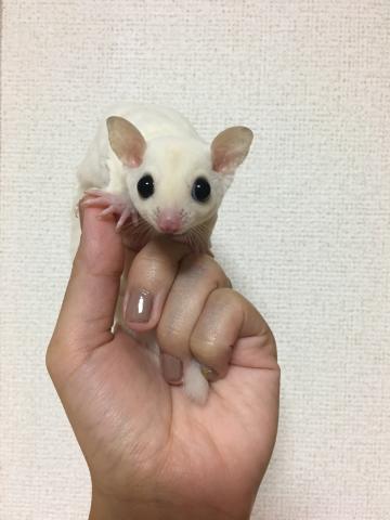 フクロモモンガ リューシ