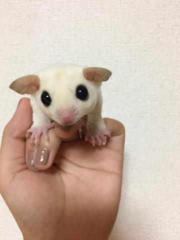 フクロモモンガ リューシ