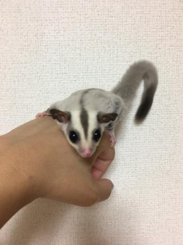 フクロモモンガ プラチナ