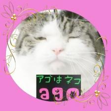 アゴはネコ ネコ専門店・代々木駅徒歩1分通常販売子猫・里親(=^ェ^=)