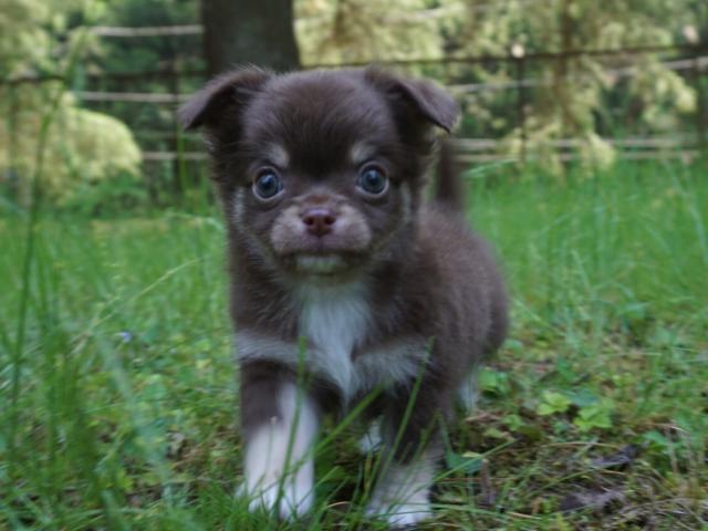 チワワ(ロングコート)