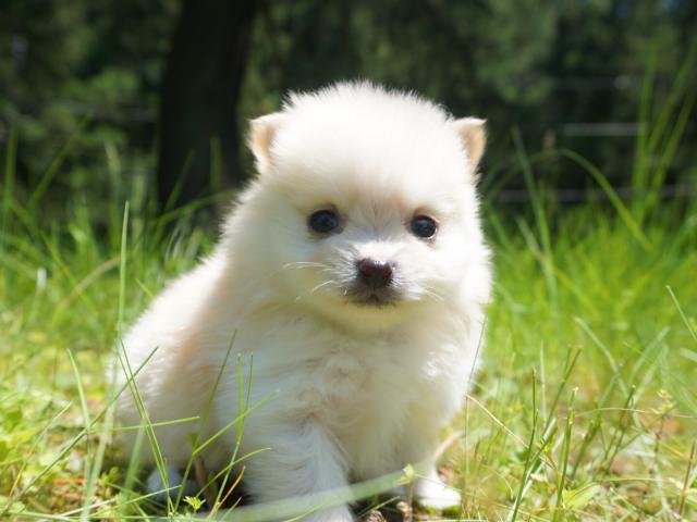 ポメラニアン