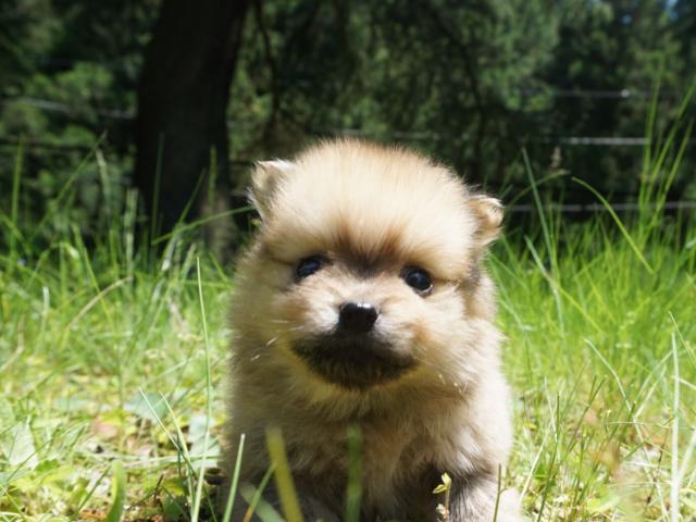 ポメラニアン