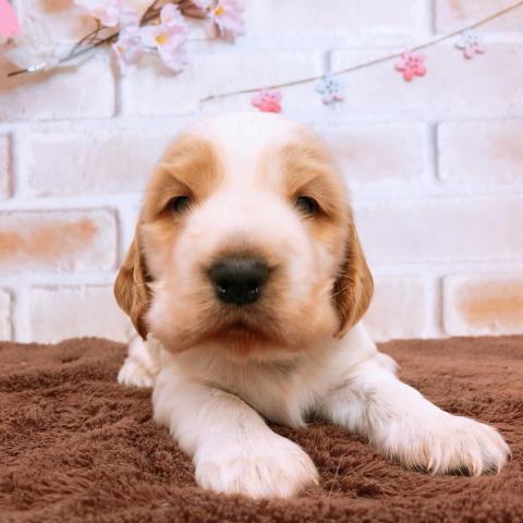 イングリッシュコッカースパニエル