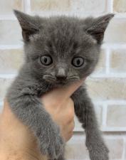 ブリティッシュショートヘア