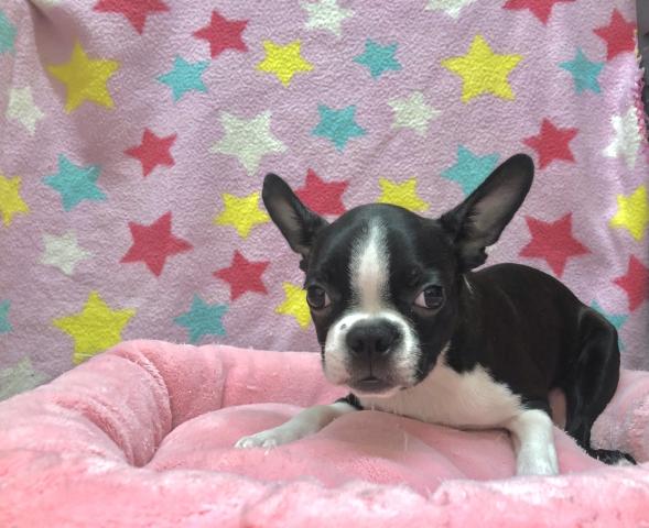 ボストンテリア