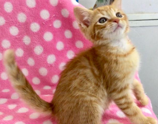 スコティッシュフォールド