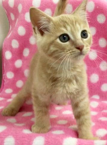 スコティッシュフォールド