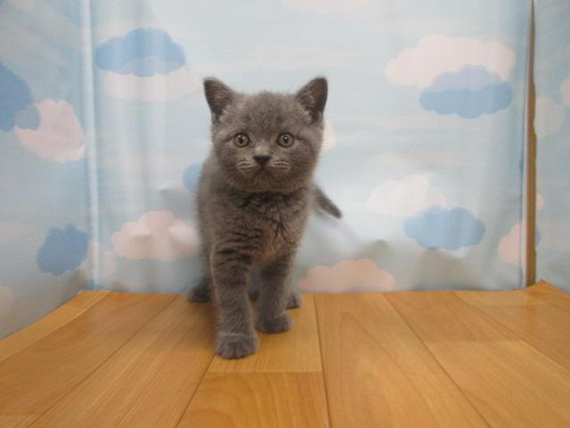 ブリティッシュショートヘア