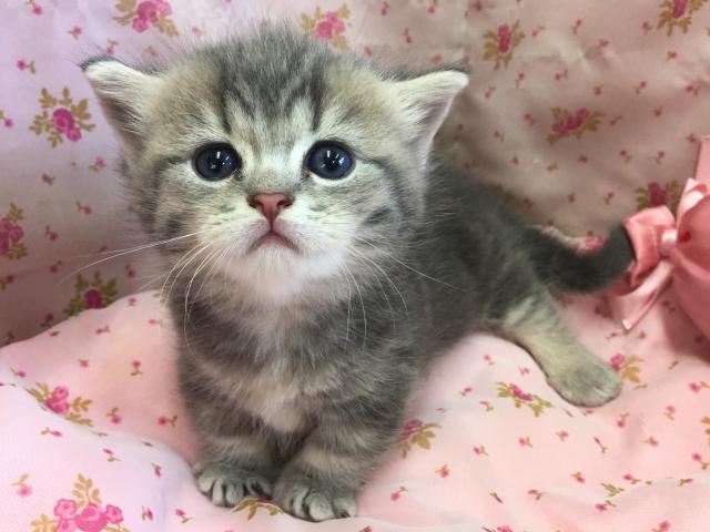 ミヌエット(旧ナポレオン)