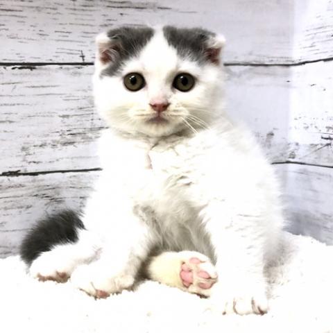 スコティッシュフォールド