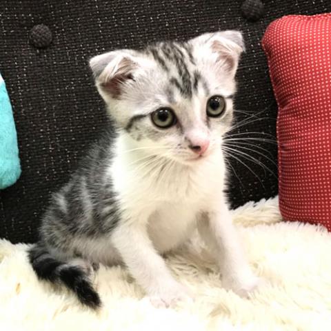 スコティッシュフォールド