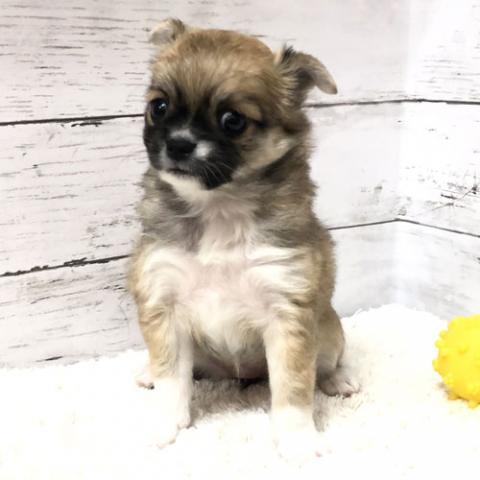 チワワ(ロングコート)