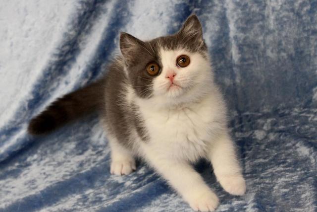 ブリティッシュショートヘア