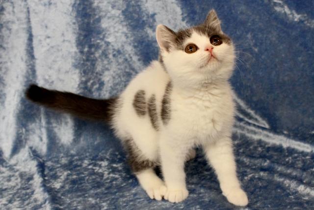 ブリティッシュショートヘア