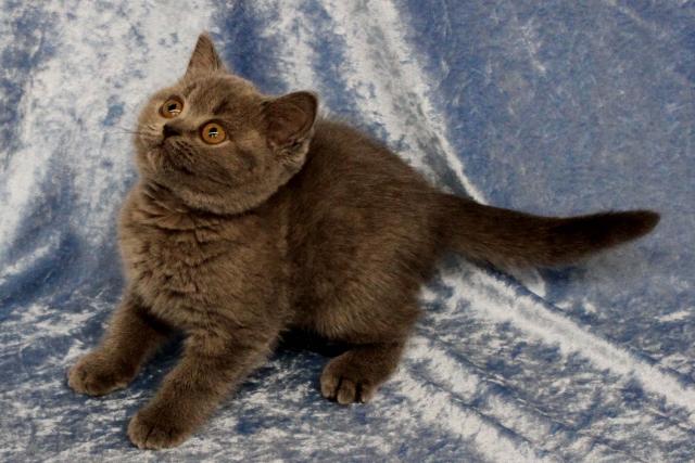 ブリティッシュショートヘア