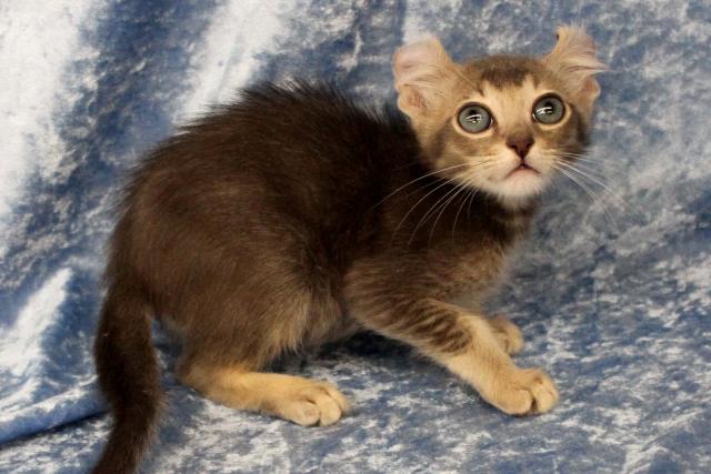 アメリカンカール