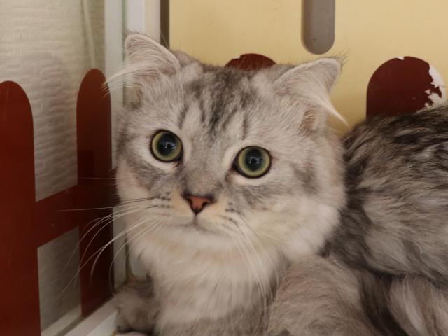 ミヌエット（旧ナポレオン）