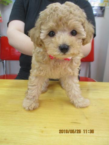 トイプードル
