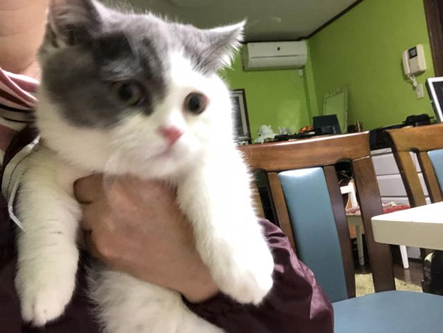 ミヌエット(旧ナポレオン)