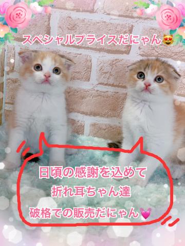 スコティッシュフォールド折れ耳