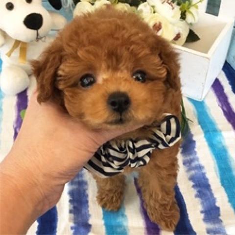 トイプードルタイニーSSS