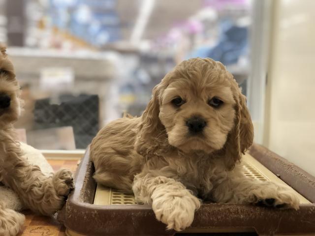 アメリカンコッカースパニエル